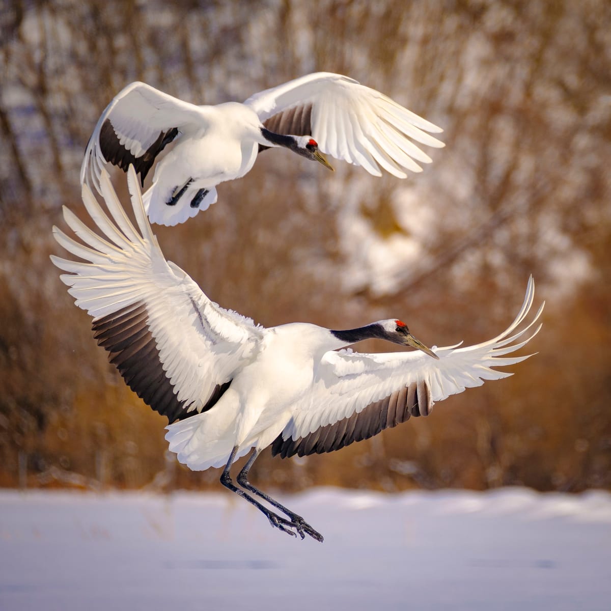 Review: Bird Photography with the Fujifilm X-T2 (Part 1) - Finally a Mirrorless Fit for Wildlife?