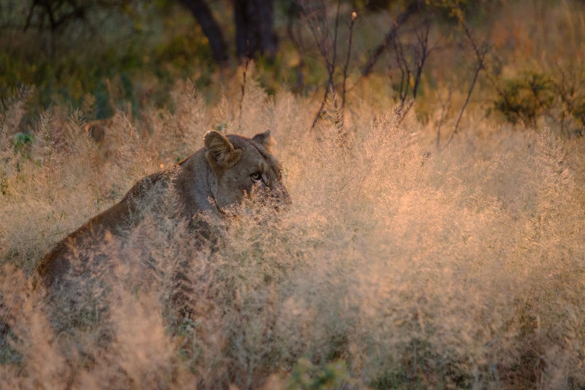 Review: Safari Wildlife Photography with the Fujifilm X-T2 (Part 2) - Good enough for enthusiasts?