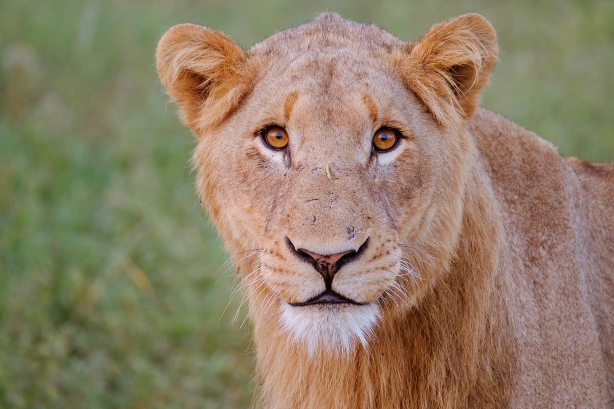 Fujifilm Fujinon XF100-400mmF4.5-5.6 R LM OIS WR Review - A Telephoto You'll Love For Wildlife