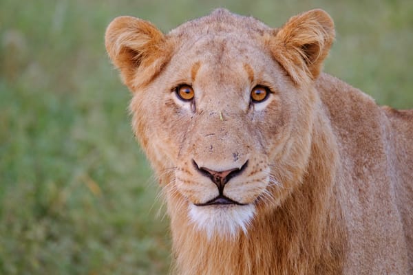 Fujifilm Fujinon XF100-400mmF4.5-5.6 R LM OIS WR Review - A Telephoto You'll Love For Wildlife