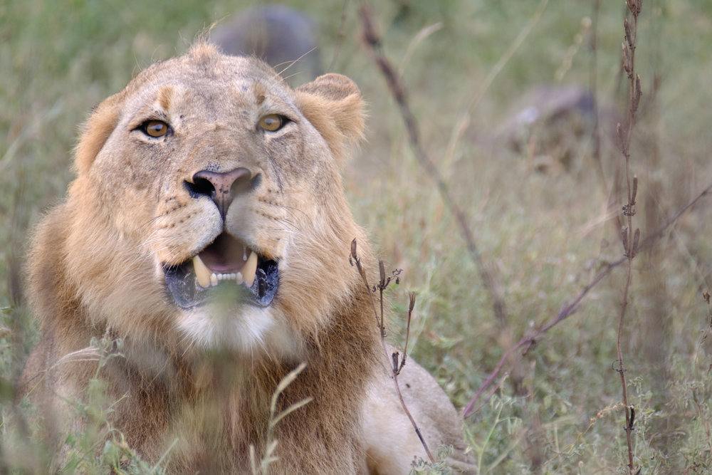 Up close and personal with the XF 100-400mm and 1.4x TC - 560mm, F8, 1/25s