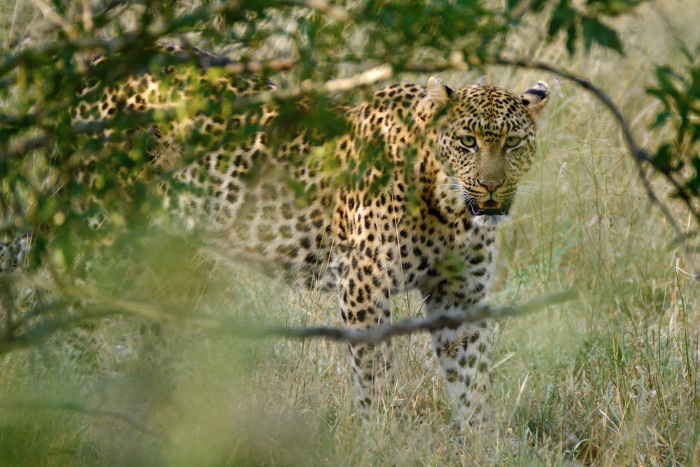 Leopard through the bushes - XF 100-400mm with 1.4x TC at 560mm, F8