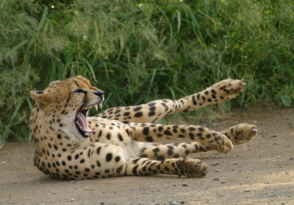 Good luck capturing this cheetah - 5m away with a 500mm lens!