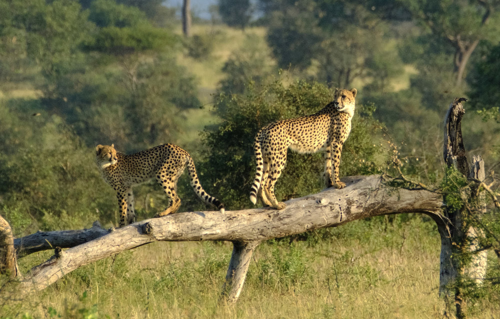 Heat haze creeping in - XF 100-400mm with 1.4x TC, 560mm