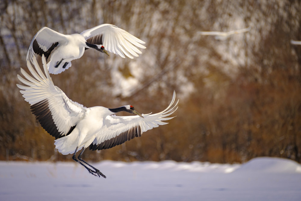 Red Crowned Cranes Coming in Hot - XF 100-400mm