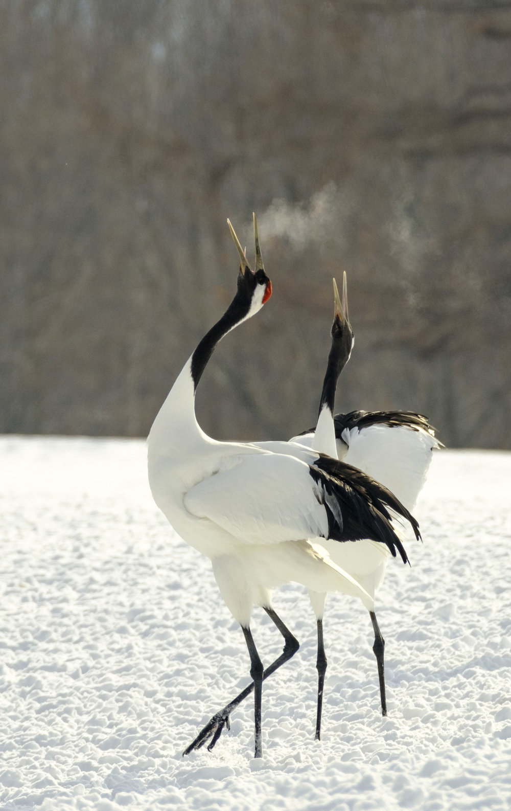 Relatively still birds like these were barely a problem - XF 100-400mm