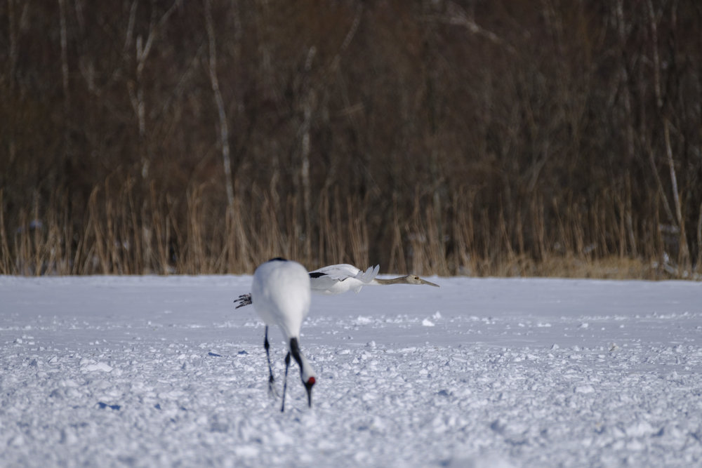 The AF system locked onto this young crane in flight even as it flew past an obstacle - XF 100-400mm