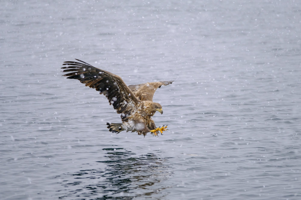White Tailed Eagle coming in for a catch in heavy snowfall - XF 50-140mm