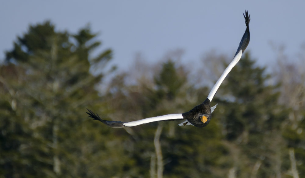 Tracking a Steller's Sea Eagle at F8? Not a problem - XF 100-400mm + XF 1.4TC