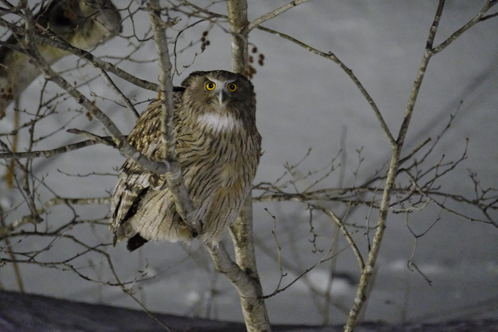 Blakiston's Fish Owl - XF 100-400mm @ 400mm F5.6, ISO 25,600,&nbsp;1/15s handheld