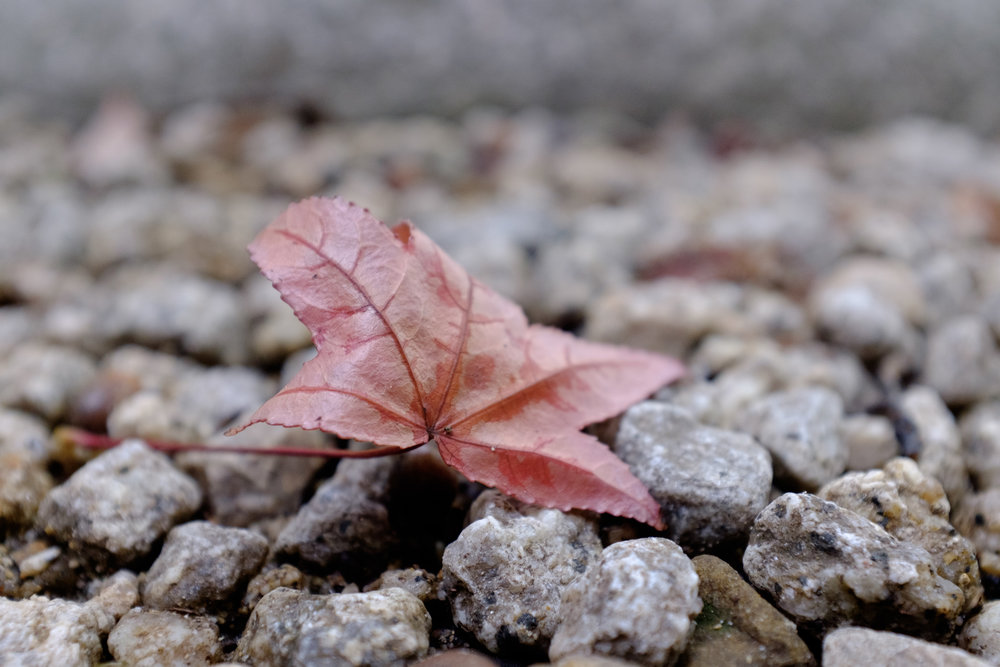 Macro mode comes in really handy, but remember to stop down to F4 at least