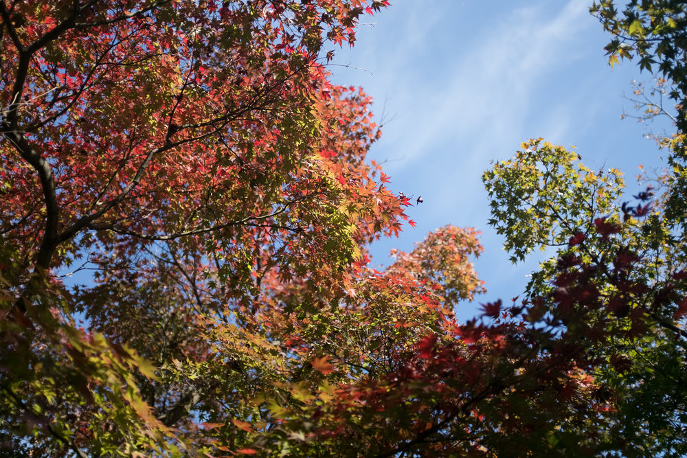 Turning of Leaves