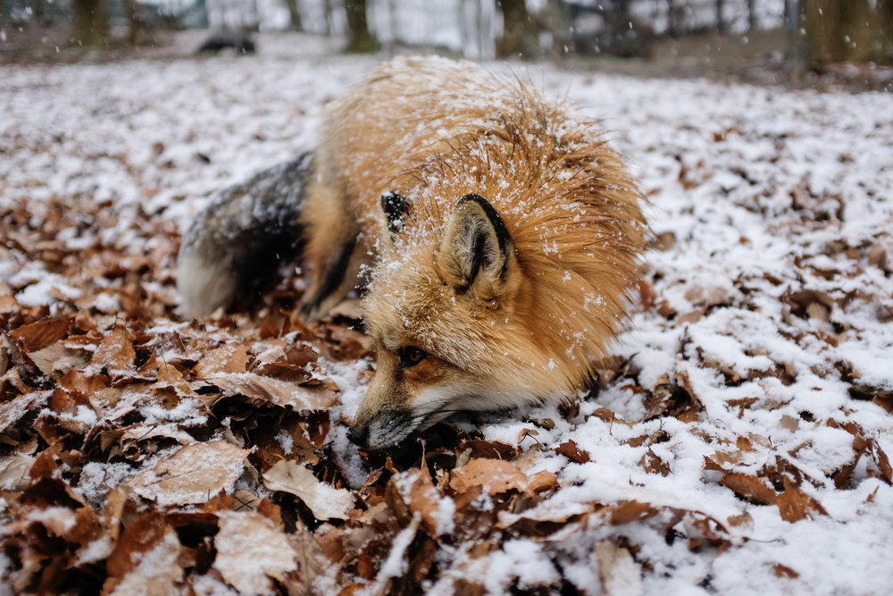 Vulpine under the Snow