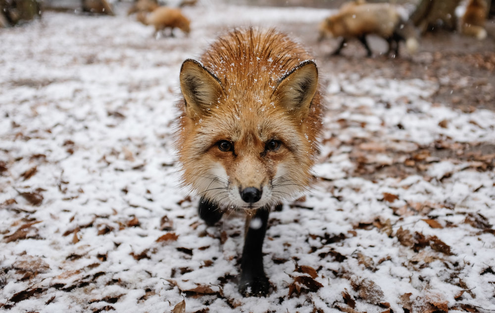 Curious Fox Approaches in the Snow
