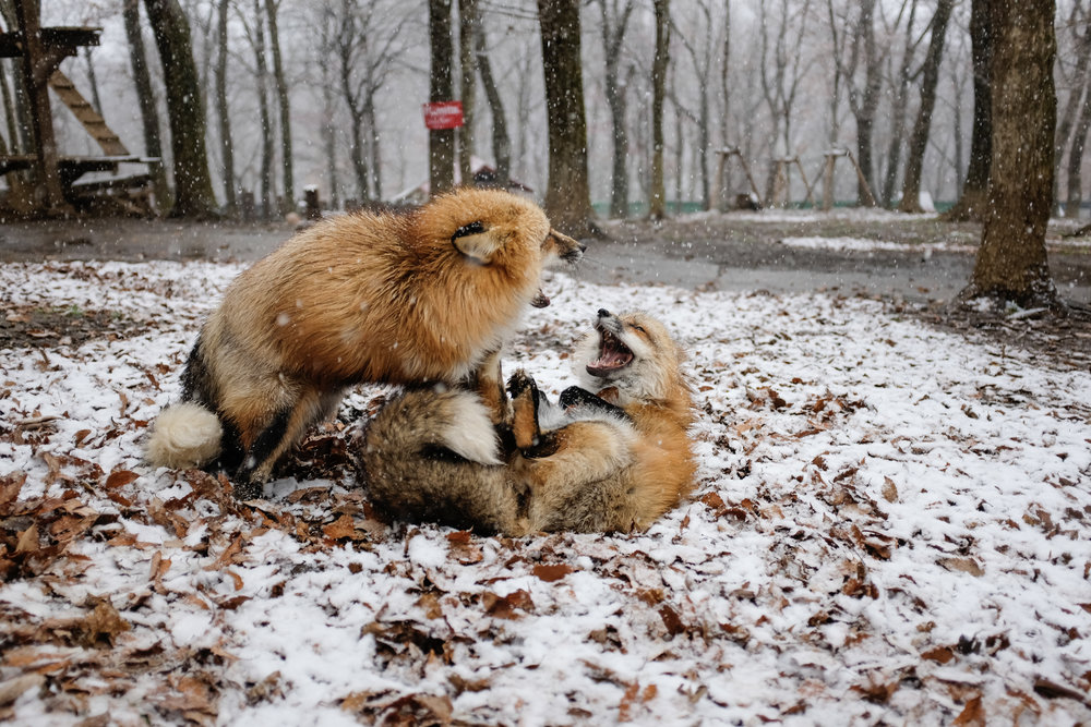 Vulpine Mating Ritual