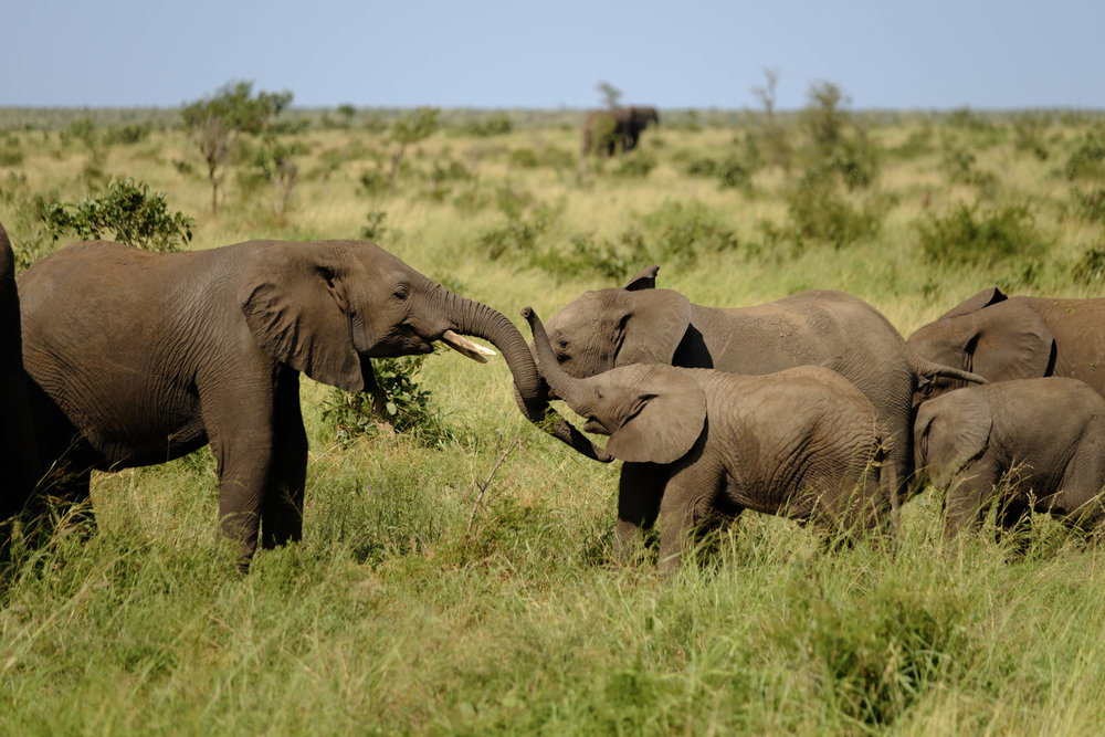 Elephants when they're not threatening to charge - XF 50-140mm, F2.8