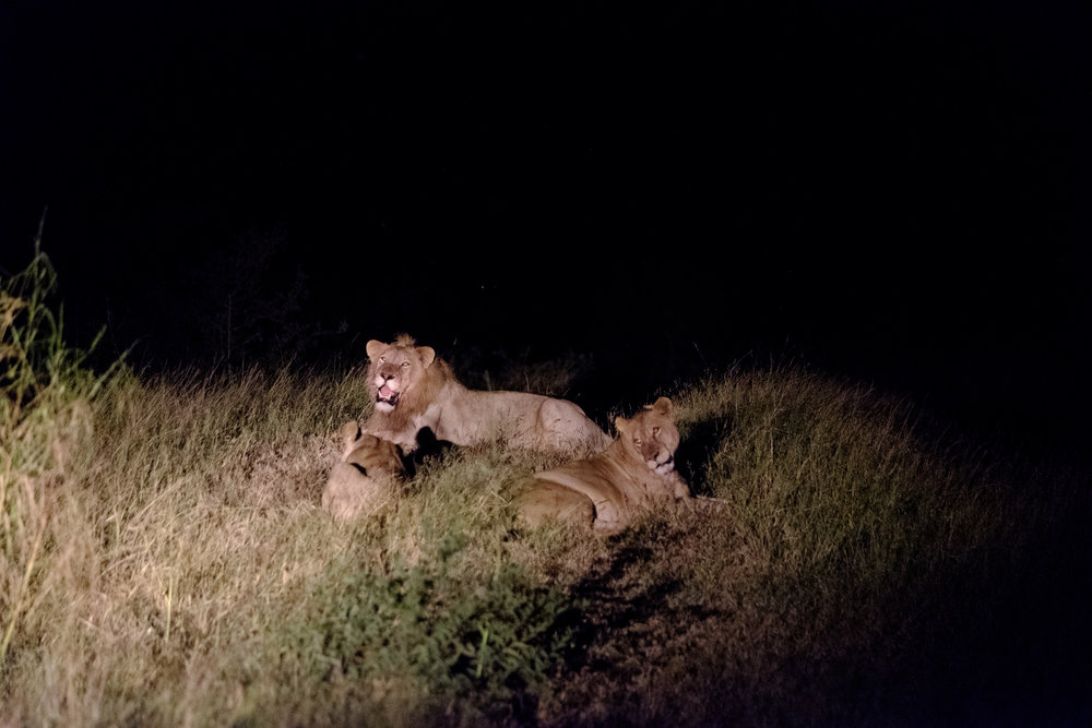 Night game drive, this was taken with a spotlight on the truck - XF 50-140mm, 1/20s, F2.8, ISO 12800