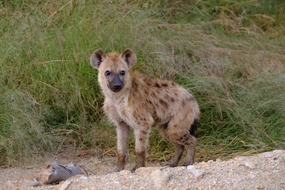 Hyena cub at first light, around 0543hrs - XF 50-140mm, 1/18s, F2.8, ISO 12800