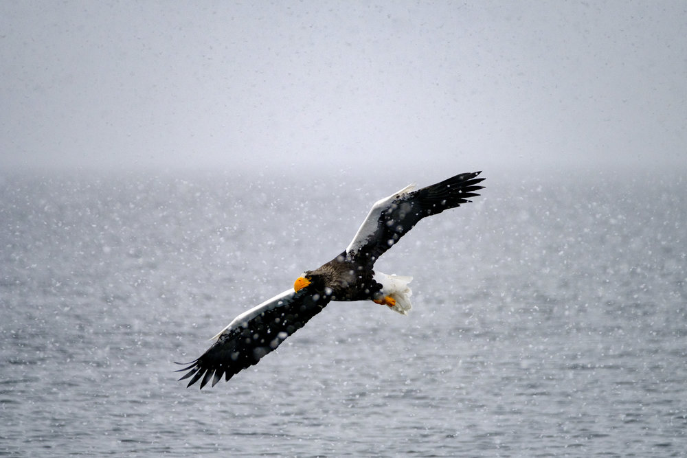 Blackout periods were so short that I could track this Steller's Sea Eagle with minimal difficulty - XF 50-140mm + XF1.4x TC