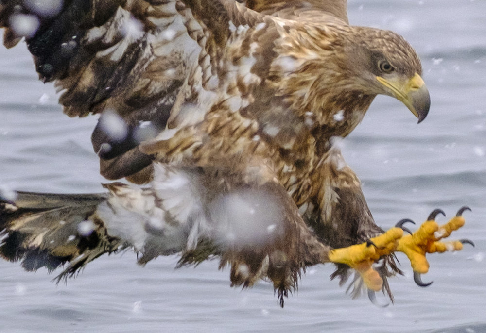 Crop from White-Tailed Eagle image above @ ISO 1600
