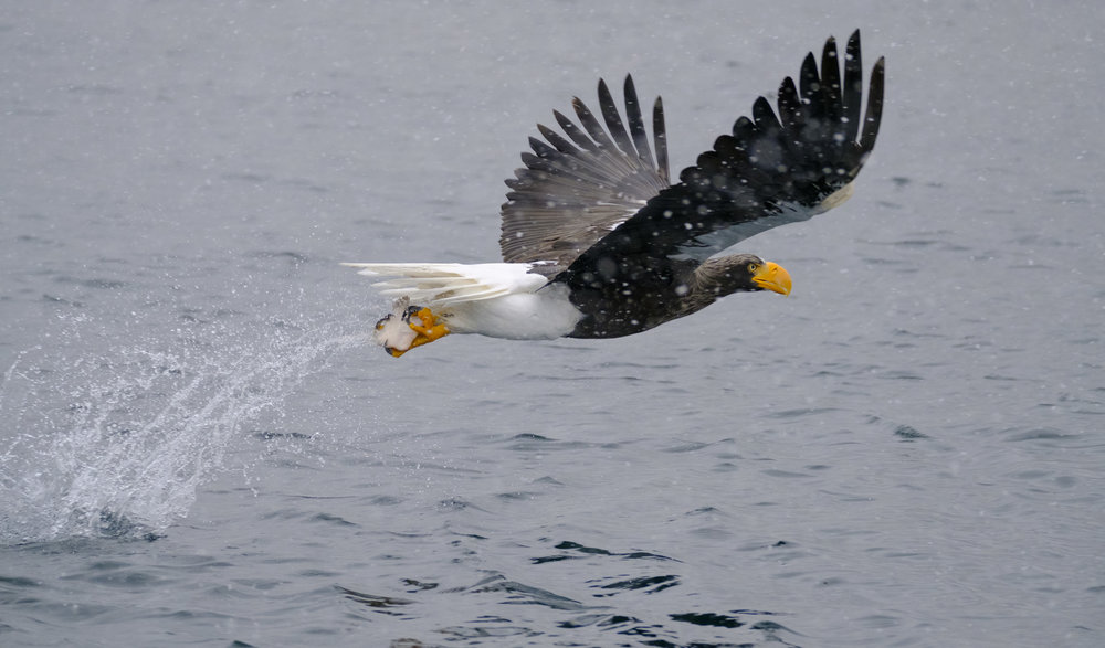The large buffer allowed me to track eagles from diving all the way to catching. - XF 100-400mm
