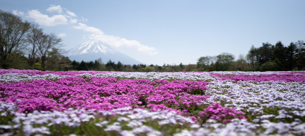 Sony FE 24mm F1.4 GM