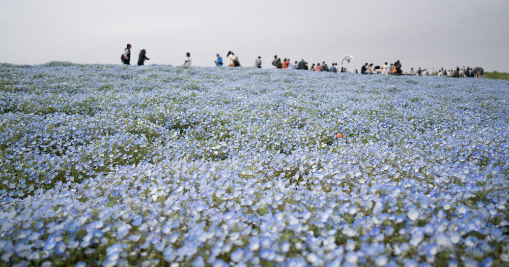 A sea of Baby Blue Eyes - 25mm @ F2