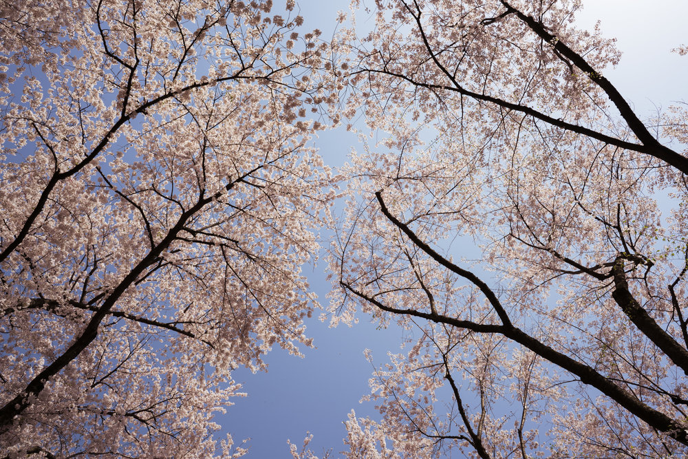 A sky of cherry blossoms - 25mm @ F9