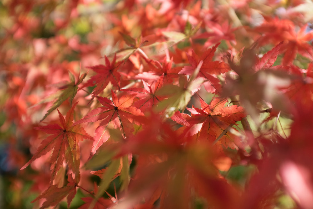 Japanese Maple in the Fall