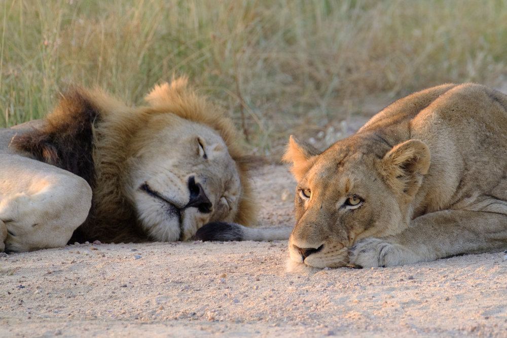 Lions in between mating sessions - XF 100-400mm with 1.4x TC, F5.4, ISO 3200