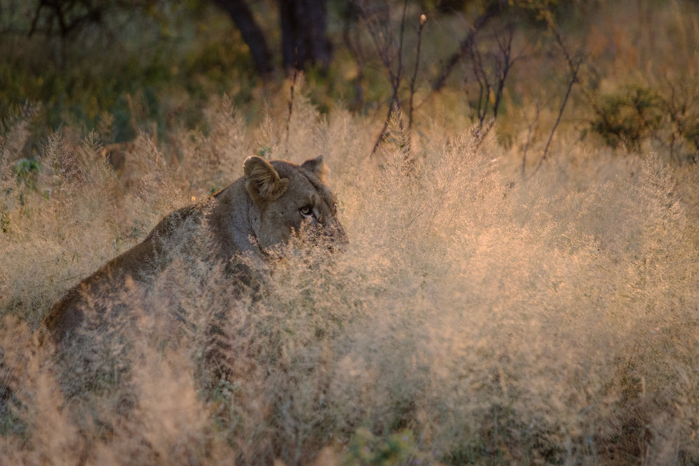 The smaller single AF point helped me ensure that the camera focused on the eye and not the bush.