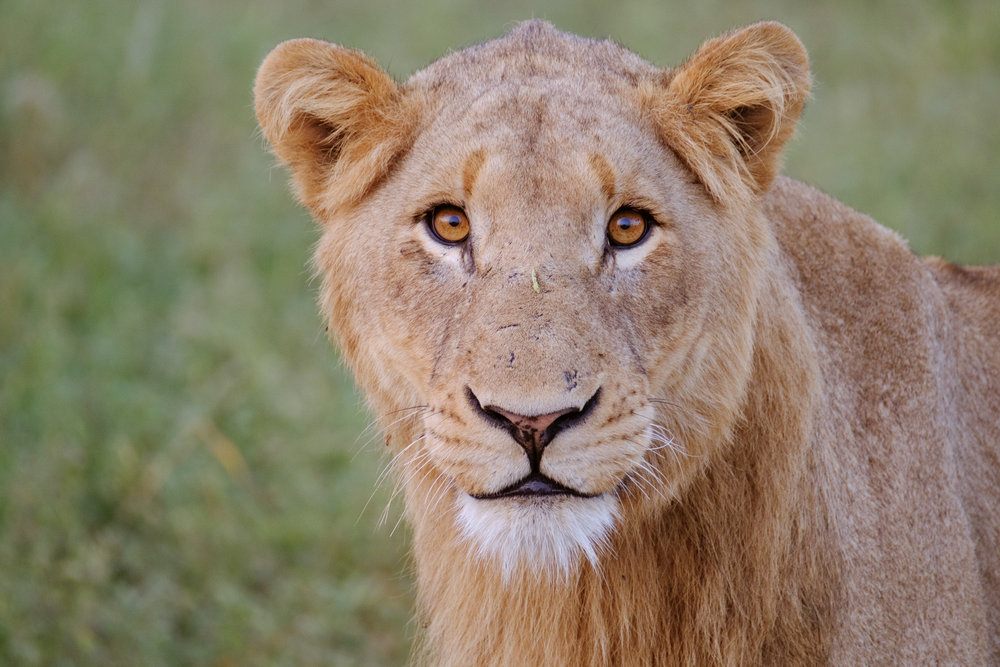 Fujifilm Fujinon XF100-400mmF4.5-5.6 R LM OIS WR Review - A Telephoto You'll Love For Wildlife