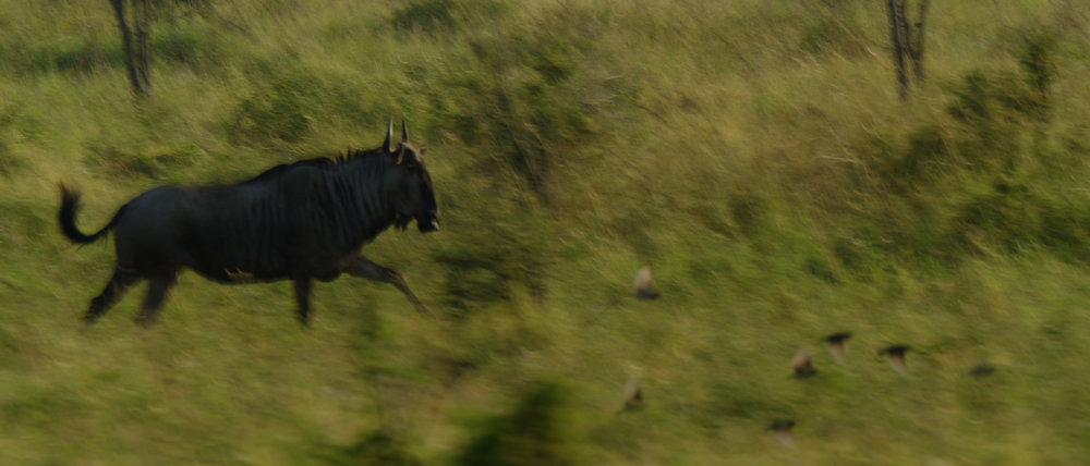 This charging Wildebeest was difficult to track with the centre AF points as it kept moving towards the left edge of the frame.